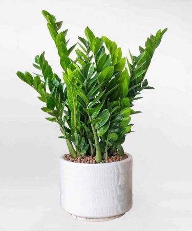 TOP 6 LOẠI CÂY TRỒNG THU HÚT TÀI LỘC RƯỚC HÊN VÀO NHÀ