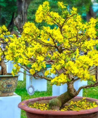 Ý NGHĨA CỦA HOA MAI TRONG NGÀY TẾT